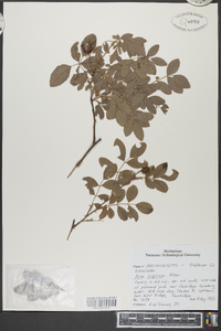 Rosa virginiana image