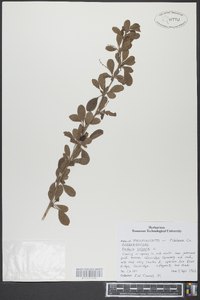 Berberis vulgaris image