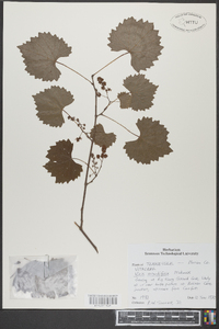 Vitis rotundifolia image