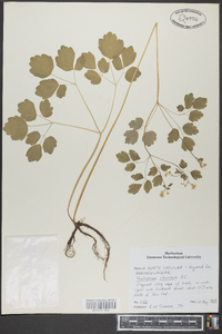 Thalictrum clavatum image