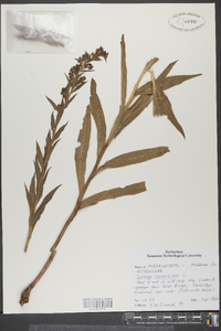 Solidago sempervirens image