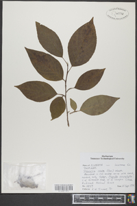 Stewartia ovata image