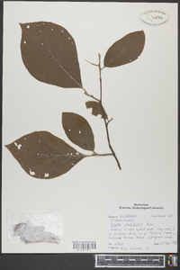 Styrax grandifolius image