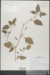 Solanum nigrum image