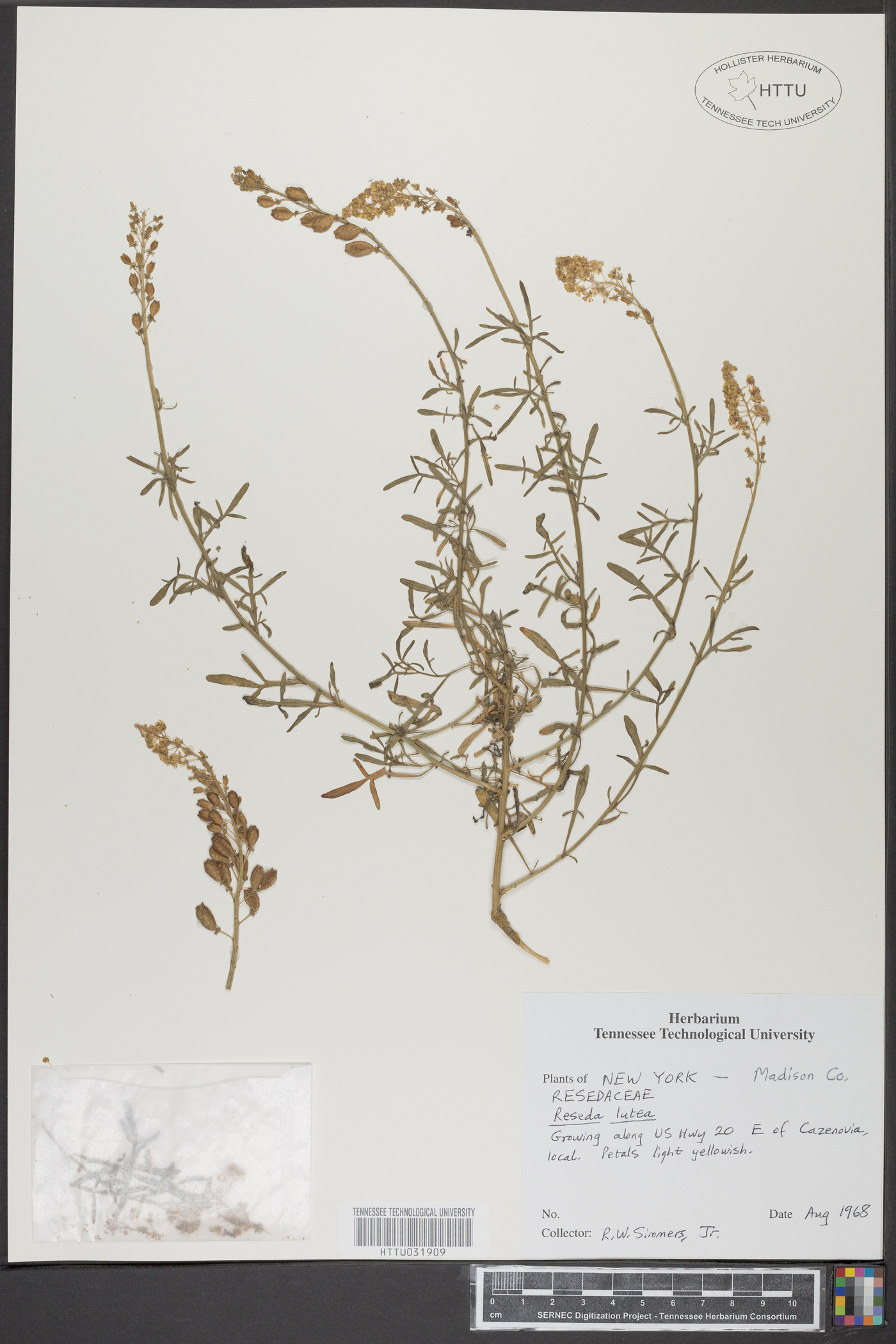 Reseda lutea image