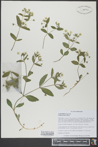 Stellaria puber image