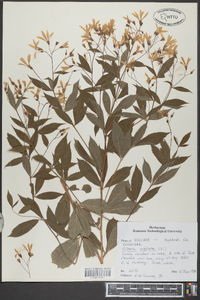 Gillenia trifoliata image