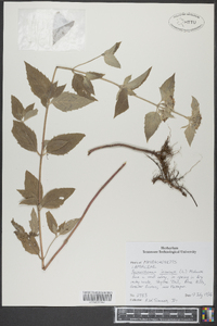 Pycnanthemum incanum image