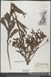 Vernonia gigantea subsp. gigantea image