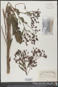 Vernonia gigantea subsp. gigantea image