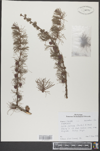 Larix laricina image