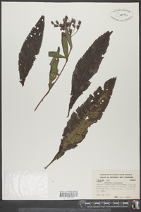 Vernonia gigantea subsp. gigantea image