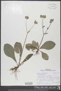 Elephantopus tomentosus image