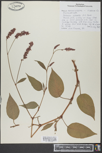 Persicaria orientalis image