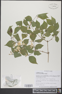 Lonicera maackii image