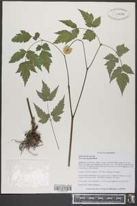 Actaea pachypoda image