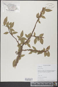 Ulmus alata image