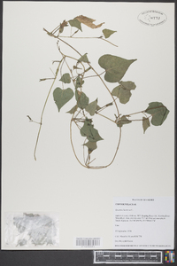 Ipomoea lacunosa image