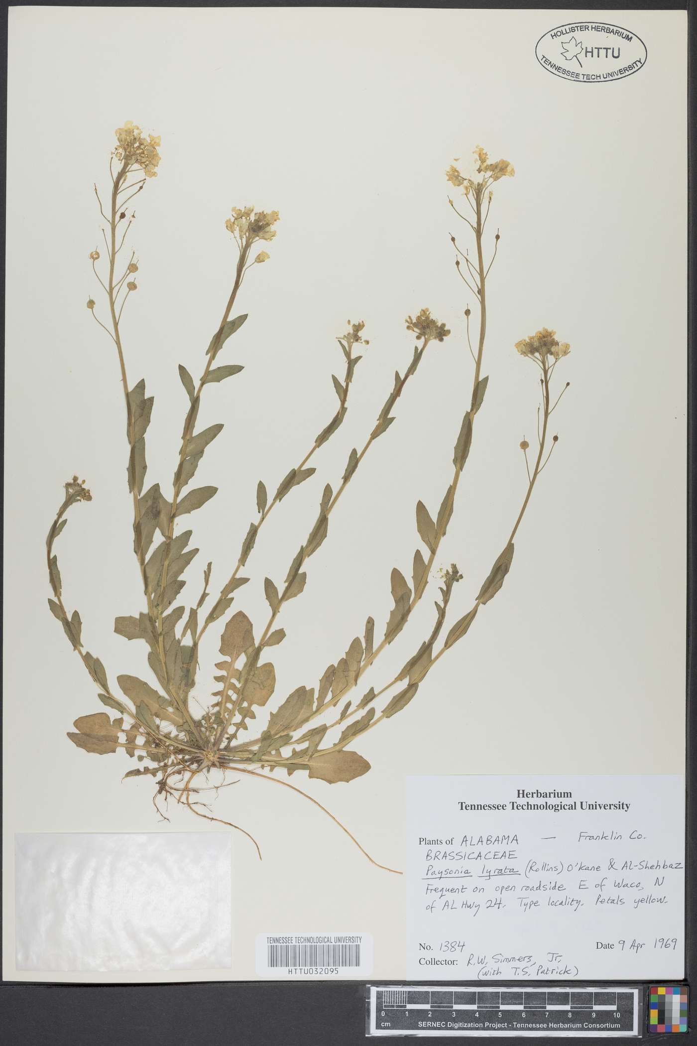 Paysonia lyrata image