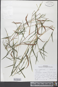 Microstegium vimineum image