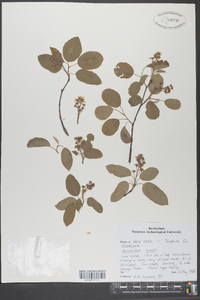 Amelanchier humilis image