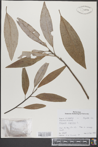 Magnolia virginiana image