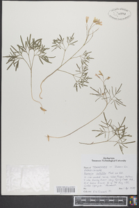 Cardamine dissecta image