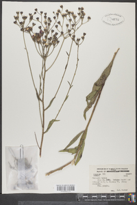 Vernonia texana image