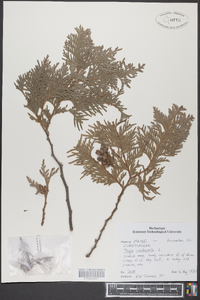 Thuja occidentalis image