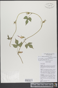 Ipomoea hederacea image