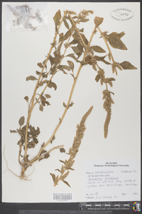 Amaranthus retroflexus image