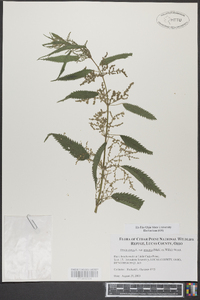 Urtica dioica image