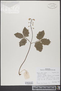 Cardamine diphylla image