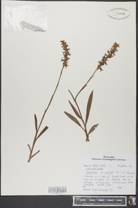 Spiranthes cernua image