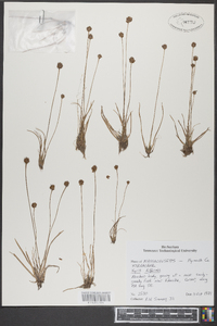 Xyris difformis image