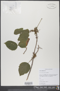 Toxicodendron pubescens image