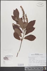 Clethra alnifolia image