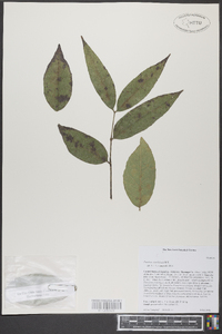 Fraxinus caroliniana image