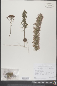 Liatris elegans image