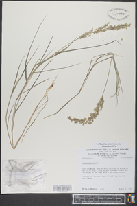 Eragrostis ciliaris image