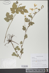 Rubus argutus image