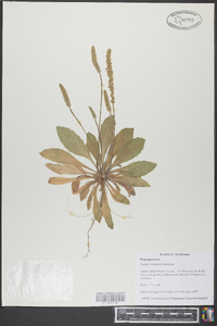 Plantago rhodosperma image