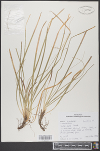 Carex picta image