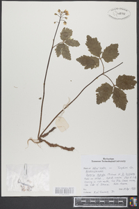 Cardamine diphylla image