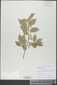 Lonicera maackii image