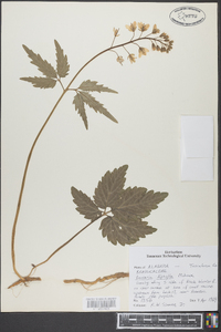 Cardamine diphylla image