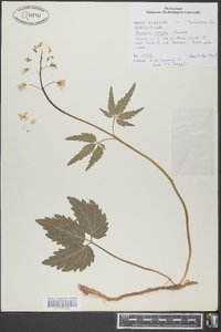 Cardamine diphylla image