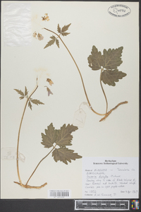 Cardamine diphylla image