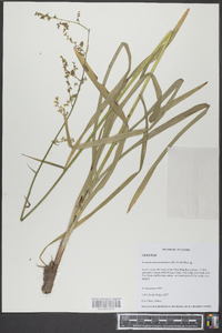 Stenanthium gramineum image