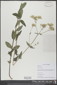 Eupatorium album image